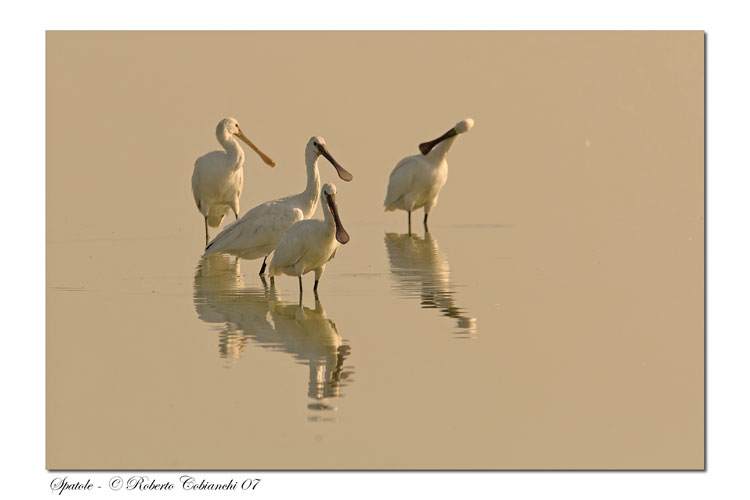 Spatola - Platalea leucorodia